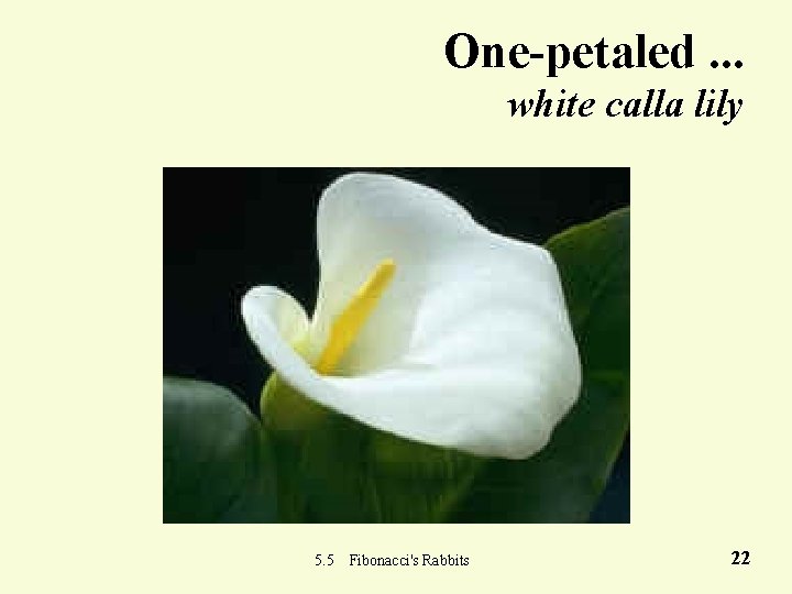 One-petaled. . . white calla lily 5. 5 Fibonacci's Rabbits 22 
