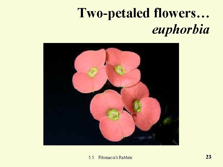 Two-petaled flowers… euphorbia 5. 5 Fibonacci's Rabbits 23 