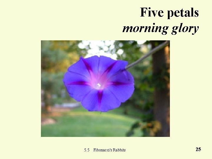 Five petals morning glory 5. 5 Fibonacci's Rabbits 25 