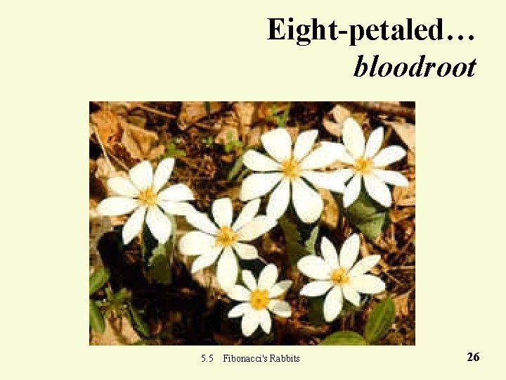 Eight-petaled… bloodroot 5. 5 Fibonacci's Rabbits 26 