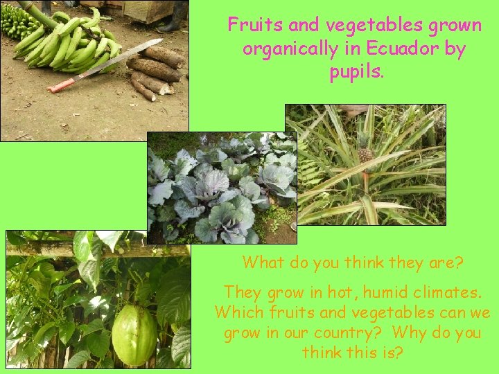 Fruits and vegetables grown organically in Ecuador by pupils. What do you think they