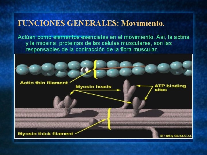 FUNCIONES GENERALES: Movimiento. Actúan como elementos esenciales en el movimiento. Así, la actina y