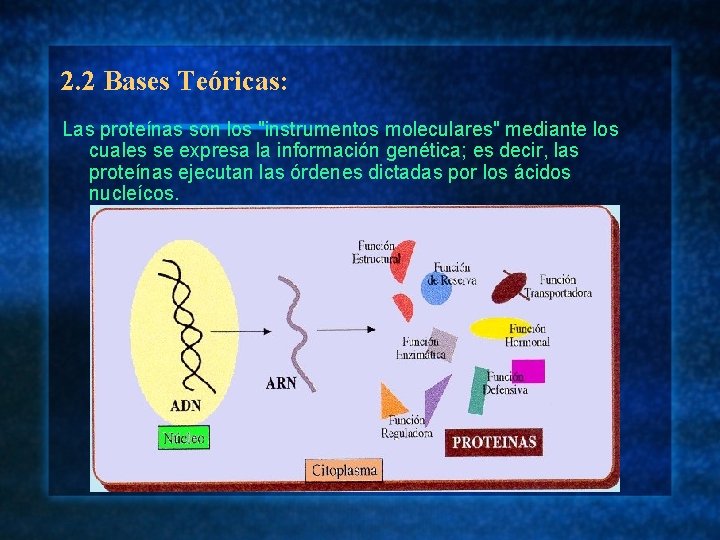 2. 2 Bases Teóricas: Las proteínas son los "instrumentos moleculares" mediante los cuales se