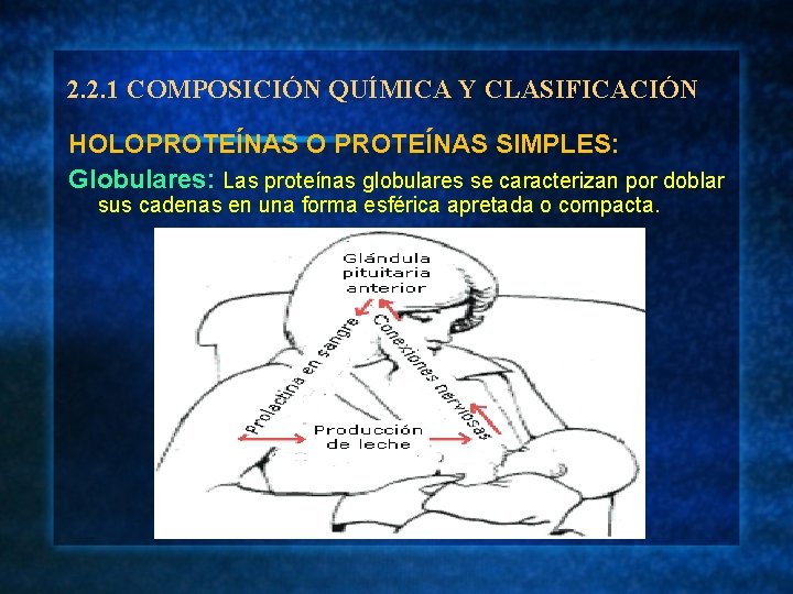 2. 2. 1 COMPOSICIÓN QUÍMICA Y CLASIFICACIÓN HOLOPROTEÍNAS O PROTEÍNAS SIMPLES: Globulares: Las proteínas
