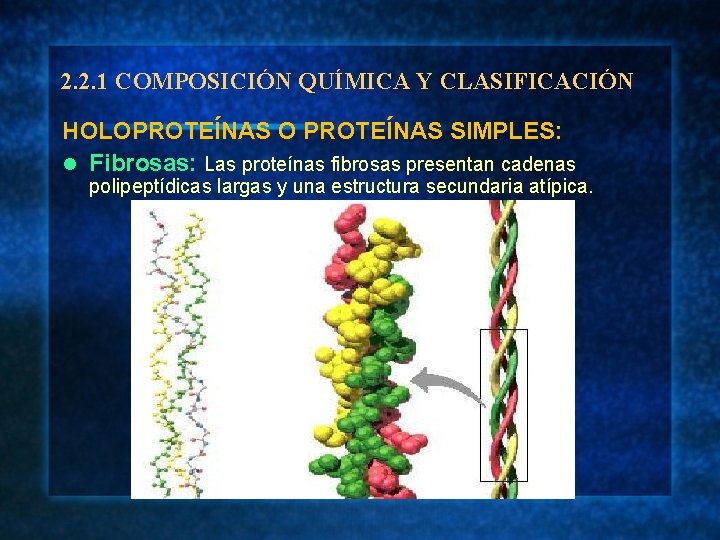 2. 2. 1 COMPOSICIÓN QUÍMICA Y CLASIFICACIÓN HOLOPROTEÍNAS O PROTEÍNAS SIMPLES: l Fibrosas: Las