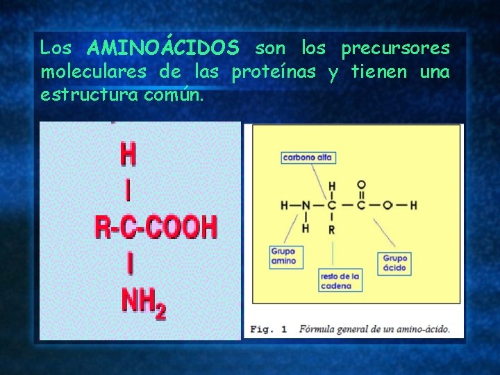Los AMINOÁCIDOS son los precursores moleculares de las proteínas y tienen una estructura común.