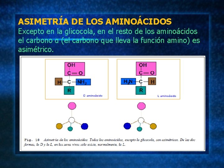 ASIMETRÍA DE LOS AMINOÁCIDOS Excepto en la glicocola, en el resto de los aminoácidos
