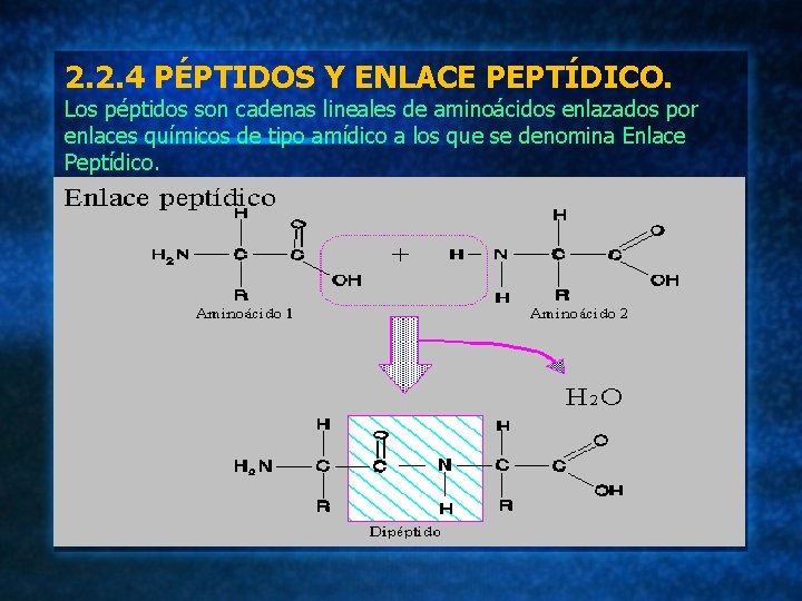 2. 2. 4 PÉPTIDOS Y ENLACE PEPTÍDICO. Los péptidos son cadenas lineales de aminoácidos