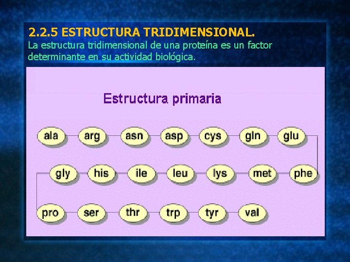 2. 2. 5 ESTRUCTURA TRIDIMENSIONAL. La estructura tridimensional de una proteína es un factor
