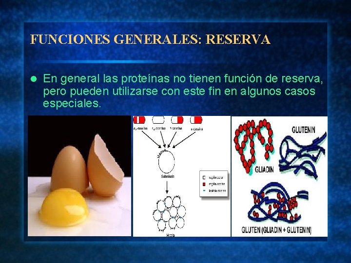 FUNCIONES GENERALES: RESERVA l En general las proteínas no tienen función de reserva, pero