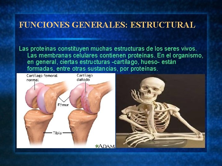 FUNCIONES GENERALES: ESTRUCTURAL Las proteínas constituyen muchas estructuras de los seres vivos. Las membranas