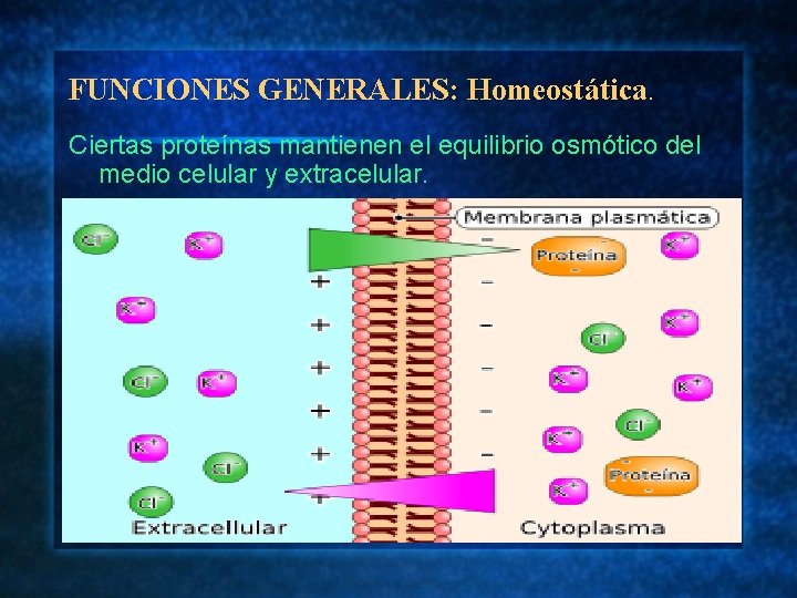 FUNCIONES GENERALES: Homeostática. Ciertas proteínas mantienen el equilibrio osmótico del medio celular y extracelular.