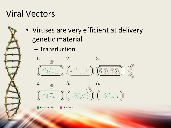 Viral Vectors • Viruses are very efficient at delivery genetic material – Transduction 