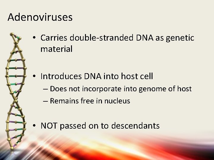 Adenoviruses • Carries double-stranded DNA as genetic material • Introduces DNA into host cell