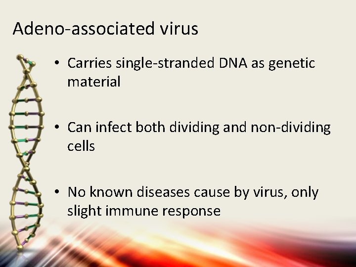 Adeno-associated virus • Carries single-stranded DNA as genetic material • Can infect both dividing