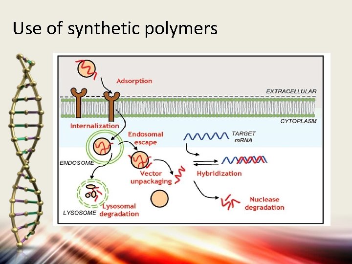 Use of synthetic polymers 