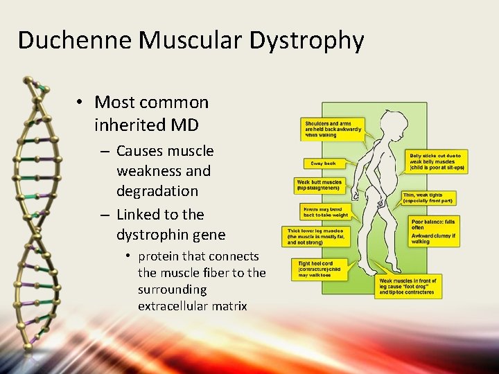 Duchenne Muscular Dystrophy • Most common inherited MD – Causes muscle weakness and degradation