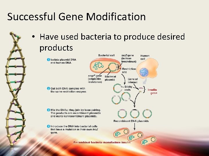 Successful Gene Modification • Have used bacteria to produce desired products 