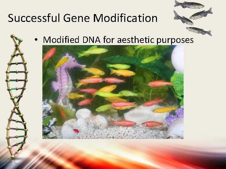 Successful Gene Modification • Modified DNA for aesthetic purposes 