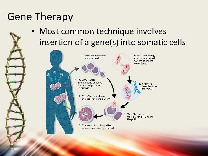 Gene Therapy • Most common technique involves insertion of a gene(s) into somatic cells