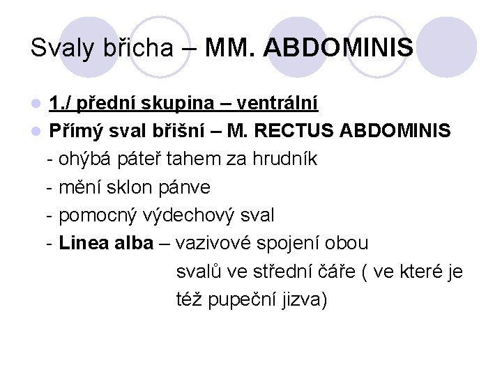 Svaly břicha – MM. ABDOMINIS 1. / přední skupina – ventrální l Přímý sval
