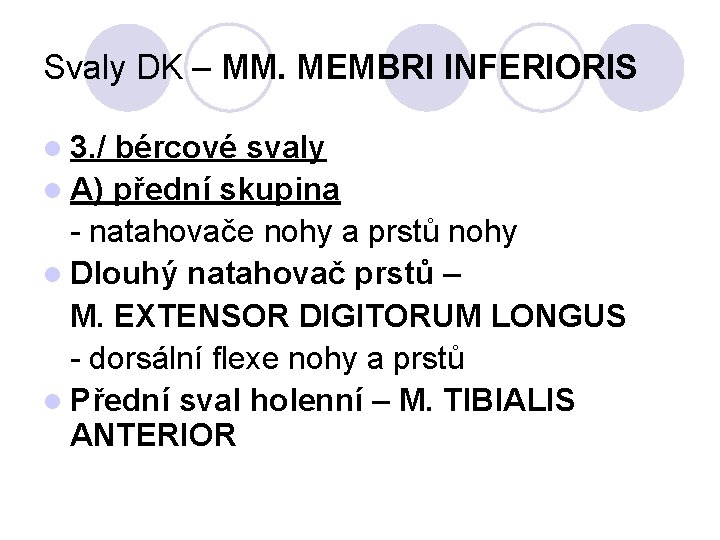 Svaly DK – MM. MEMBRI INFERIORIS l 3. / bércové svaly l A) přední