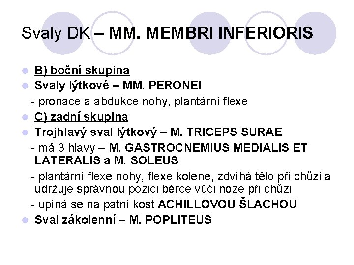 Svaly DK – MM. MEMBRI INFERIORIS B) boční skupina l Svaly lýtkové – MM.