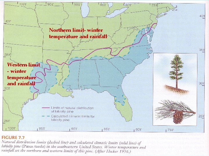 Northern limit- winter temperature and rainfall Western limit - winter temperature and rainfall 14