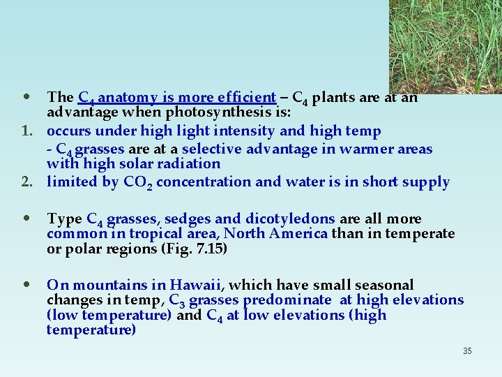  • The C 4 anatomy is more efficient – C 4 plants are