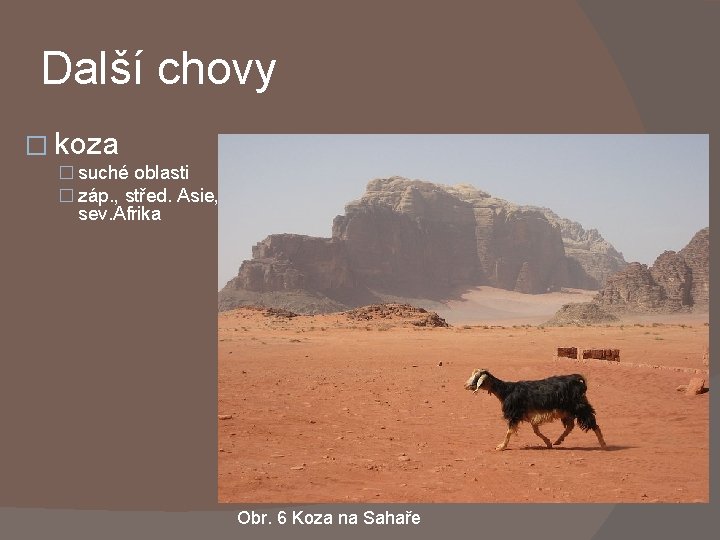 Další chovy � koza � suché oblasti � záp. , střed. Asie, sev. Afrika