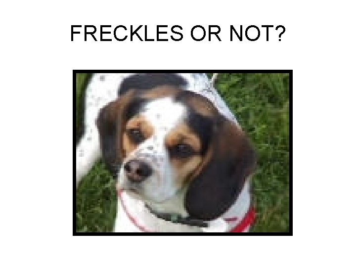 FRECKLES OR NOT? 