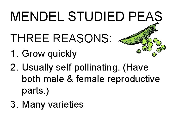 MENDEL STUDIED PEAS THREE REASONS: 1. Grow quickly 2. Usually self-pollinating. (Have both male