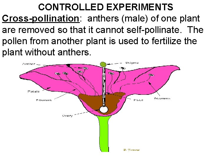 CONTROLLED EXPERIMENTS Cross-pollination: anthers (male) of one plant are removed so that it cannot