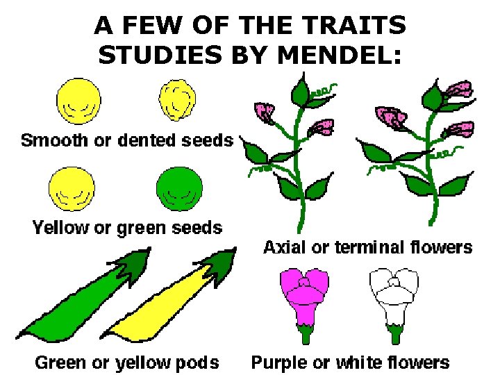 A FEW OF THE TRAITS STUDIES BY MENDEL: 