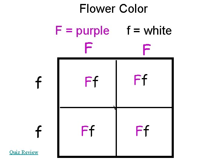 Flower Color F = purple f = white F f F Ff Ff V