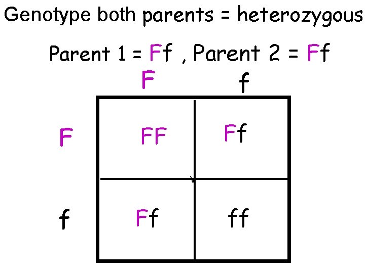 Genotype both parents = heterozygous Parent 1 = Ff , Parent 2 = Ff