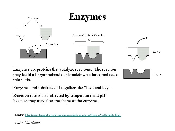 Enzymes are proteins that catalyze reactions. The reaction may build a larger molecule or