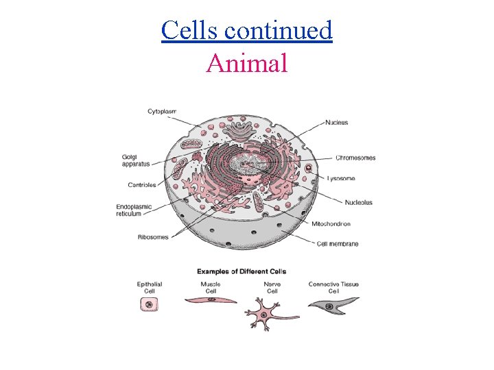 Cells continued Animal 