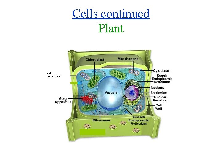 Cells continued Plant Cell membrane 