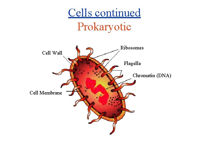 Cells continued Prokaryotic Cell Wall Ribosomes Flagella Chromatin (DNA) Cell Membrane 