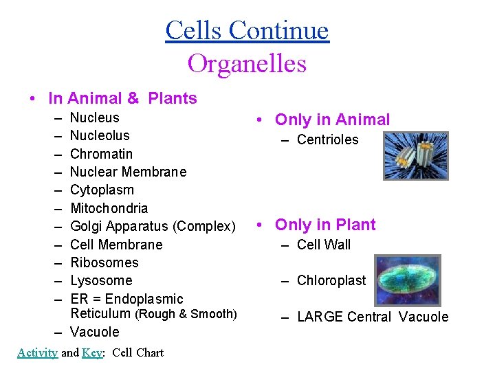 Cells Continue Organelles • In Animal & Plants – – – Nucleus Nucleolus Chromatin