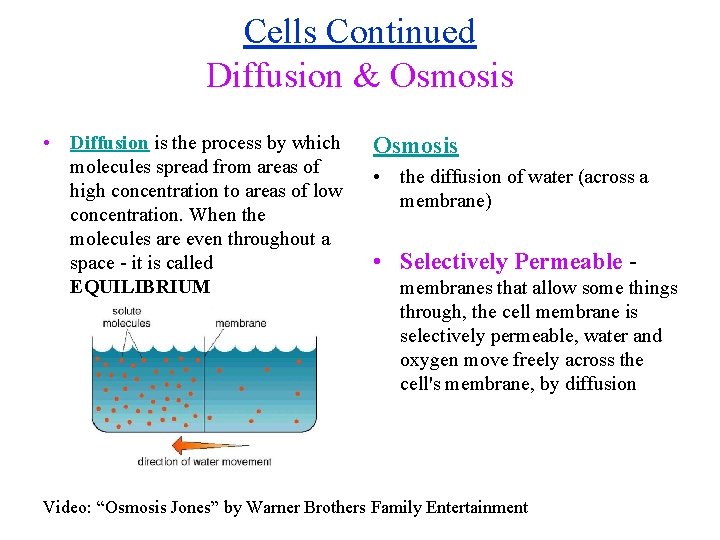 Cells Continued Diffusion & Osmosis • Diffusion is the process by which molecules spread