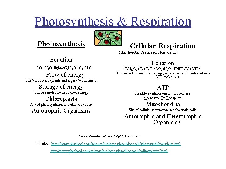 Photosynthesis & Respiration Photosynthesis Cellular Respiration (aka- Aerobic Respiration, Respiration) Equation CO +H O+light->C