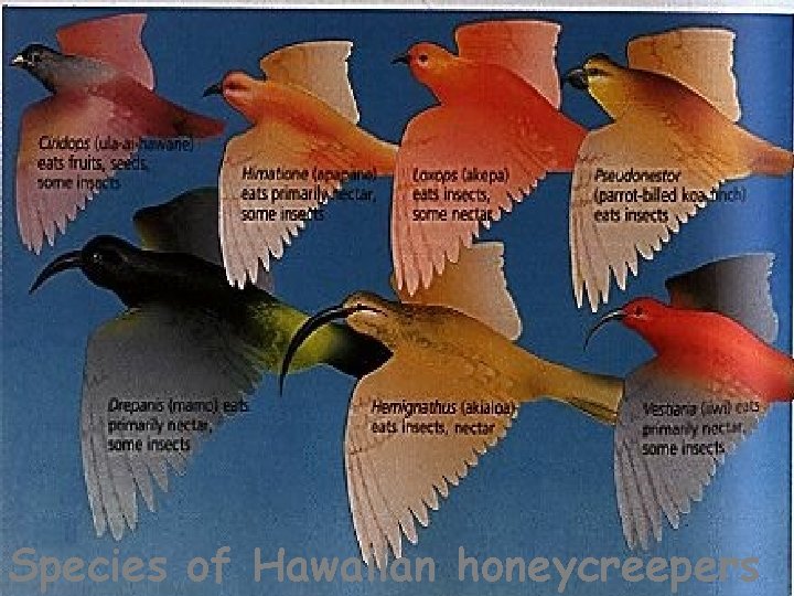 Species of Hawaiian honeycreepers 