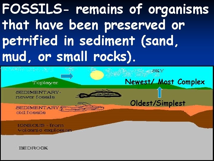 FOSSILS- remains of organisms that have been preserved or petrified in sediment (sand, mud,