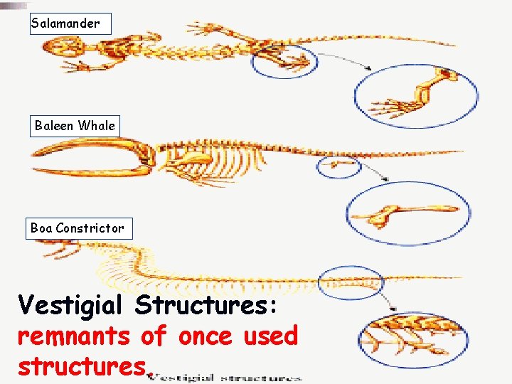 Salamander Baleen Whale Boa Constrictor Vestigial Structures: remnants of once used structures. 