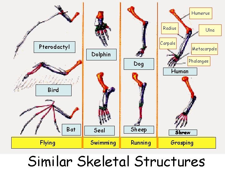 Humerus Radius Pterodactyl Ulna Carpals Metacarpals Dolphin Dog Phalanges Human Bird Bat Flying Seal