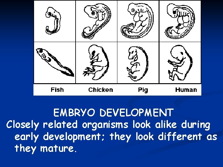 EMBRYO DEVELOPMENT Closely related organisms look alike during early development; they look different as