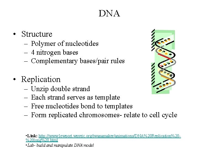 DNA • Structure – Polymer of nucleotides – 4 nitrogen bases – Complementary bases/pair