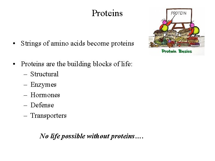 Proteins • Strings of amino acids become proteins • Proteins are the building blocks